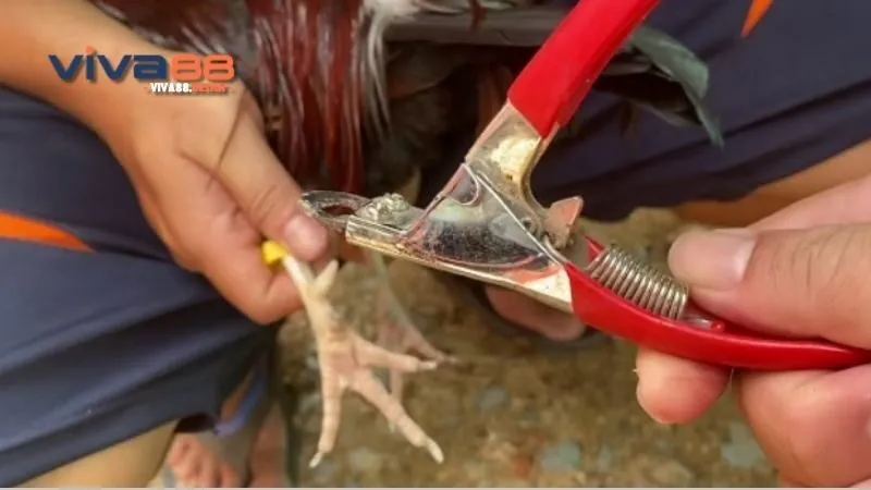 Cách cắt cựa gà - Hướng dẫn chi tiết để bảo vệ gà chọi của bạn 1 cach-cat-cua-ga-don-gian