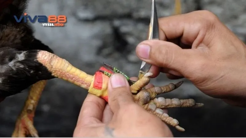 Cách cắt cựa gà - Hướng dẫn chi tiết để bảo vệ gà chọi của bạn 2 cach-cat-cua-ga-meo-hieu-qua