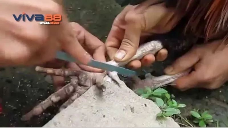 Cách cắt cựa gà - Hướng dẫn chi tiết để bảo vệ gà chọi của bạn 3 cach-cat-cua-ga-cac-rui-ro