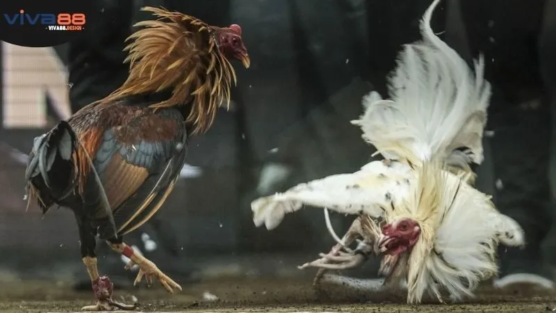 huong-dan-cach-tham-gia-cuoc-cac-tran-dau-o-da-ga-viva88