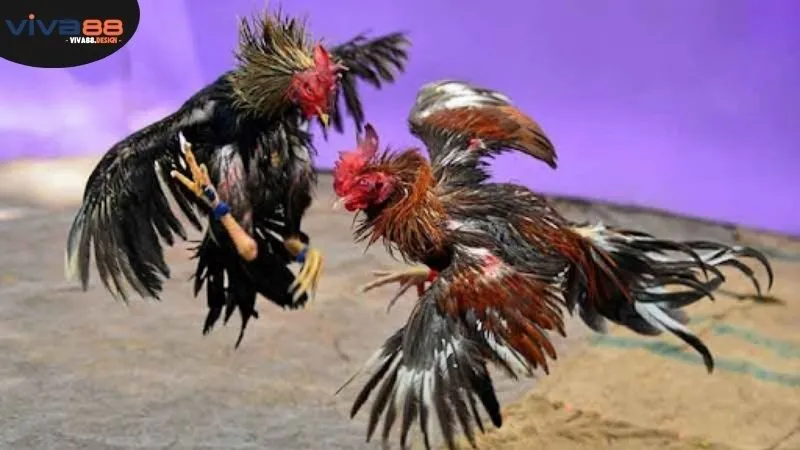 cac-loai-hinh-cuoc-duoc-su-dung-nhieu-nhat-trong-da-ga-viva88